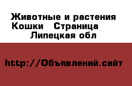 Животные и растения Кошки - Страница 10 . Липецкая обл.